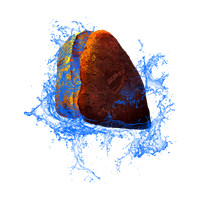 The Rock